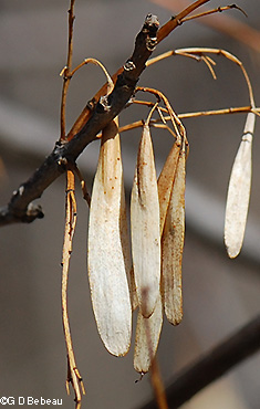 Green Ash Fall seed
