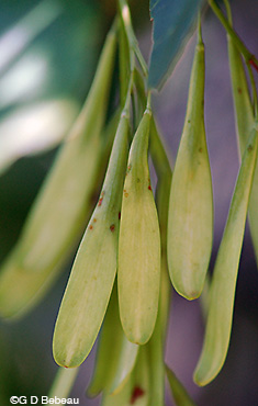 Green Ash seeds