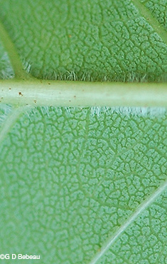 leaf underside