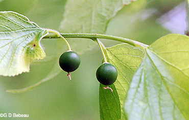 fruit