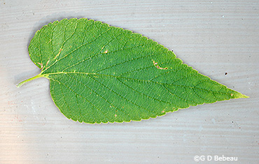 leaf