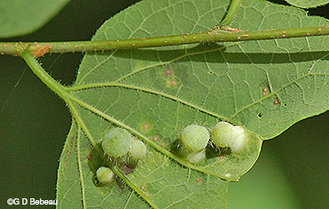 Leaf galls