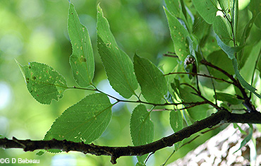 Leaf