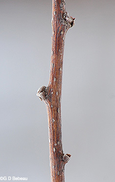 Twig