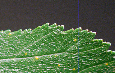 Leaf gland