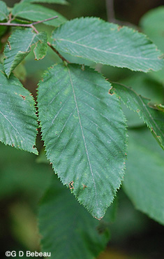 Ironwood leaf
