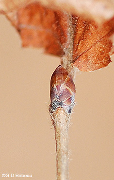 Ironwood twig