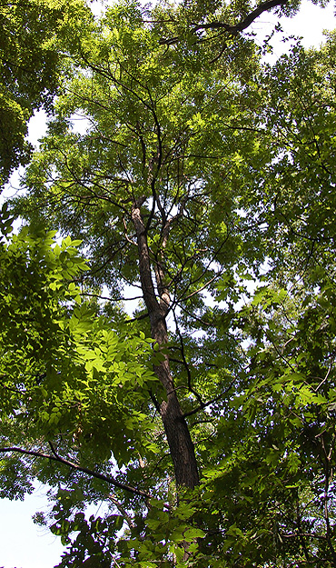 Kentucky Coffeetree in the Garden