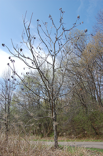 Kentucky Coffeetree winter