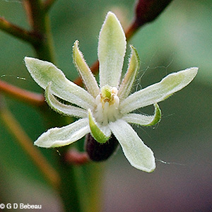 female flower
