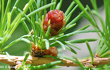Larch female flower