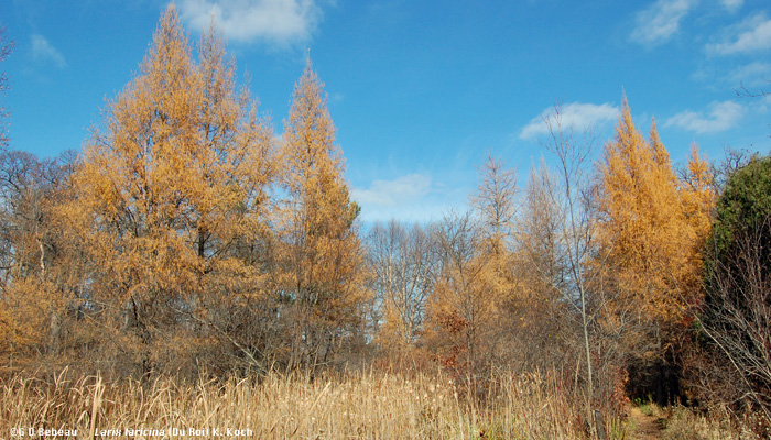 Larch in Woodland marsh