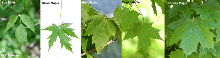maple leaf comparison