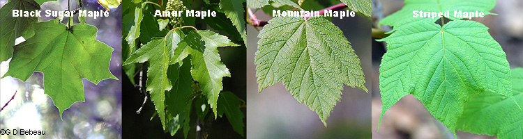 leaf comparison