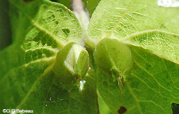 Musclewood green seeds