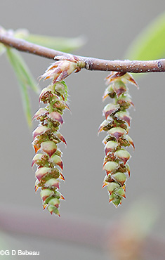 Musclewood male catkin