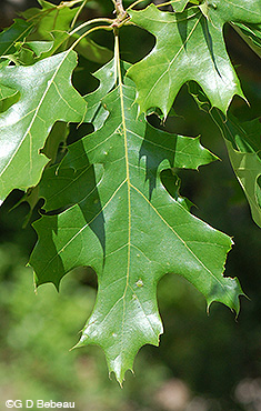 Northern Pin Oak leaf