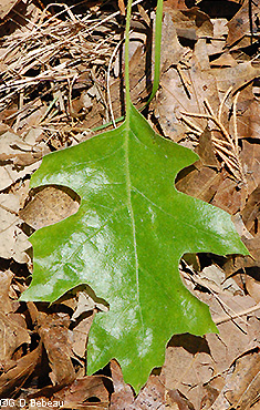 Northern Pin Oak leaf