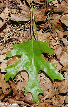 Northern Pin Oak Leaf