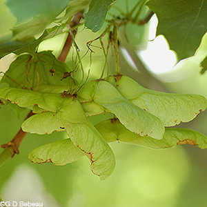 Norway maple samaras