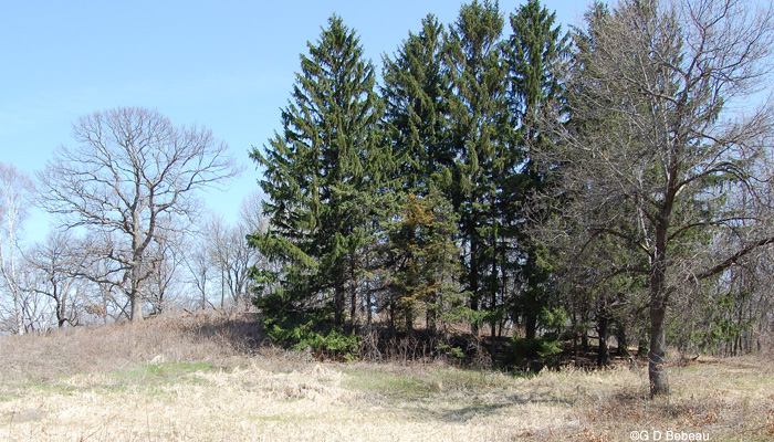 Norway Spruce in the Garden