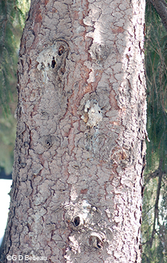 bark