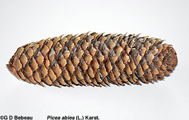 Norway Spruce Cone