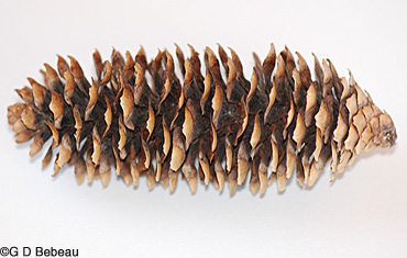 Norway spruce cone
