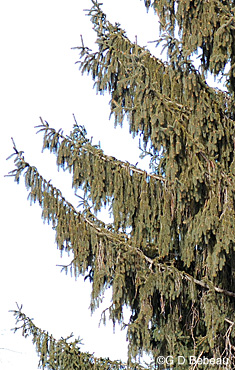 Norway spruce branchlets