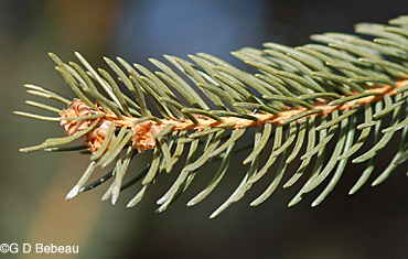 Norway Spruce twig