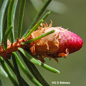 Norway spruce needles