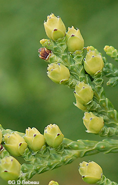 Northern White Cedar Female Cones