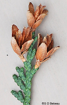 Northern White Cedar mature cones