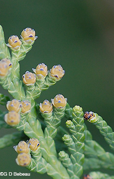 Northern White Cedar Female Flowers