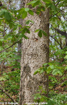 Ohio Buckeye bark
