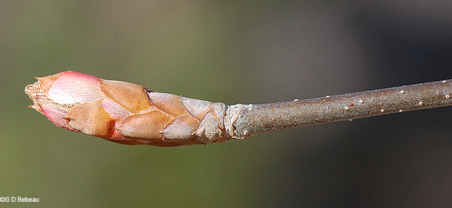 Spring bud elongation
