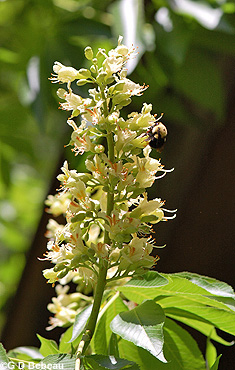 Ohio buckeye flowers