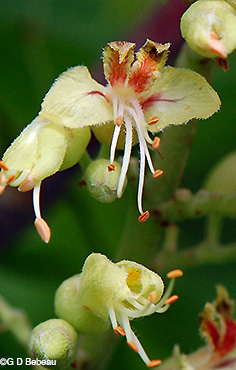 Flower closeup