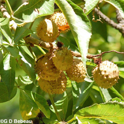 Ohio Buckeye mature fruit