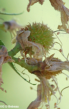 Ohio Buckeye forming fruit