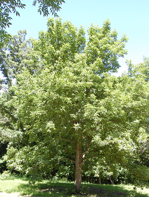 tree