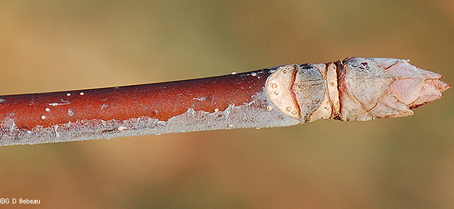 twig