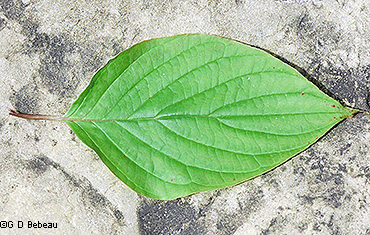 leaf