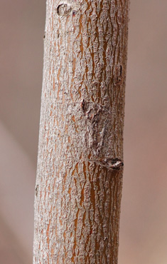 Bark