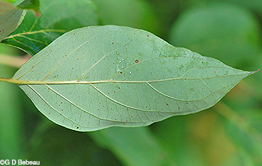 Pale Dogwood leaf underside