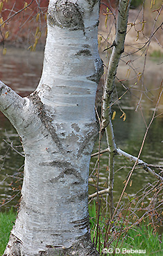 Paper Birch Bark