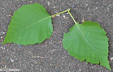 Paper Birch leaf