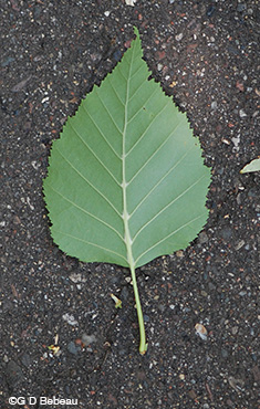 Paper Birch leaf underside