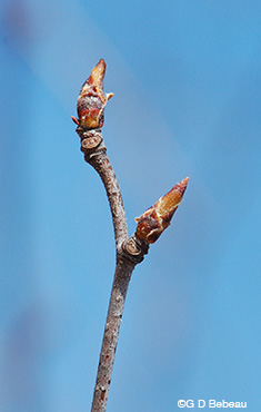 Paper Birch twig