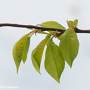 Pin Cherry leaf